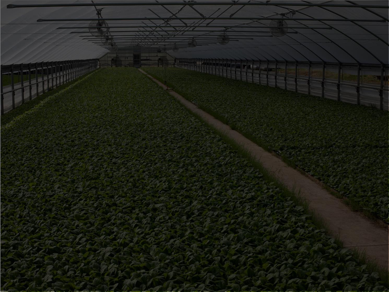 Irriwise Solutions Greenhouse